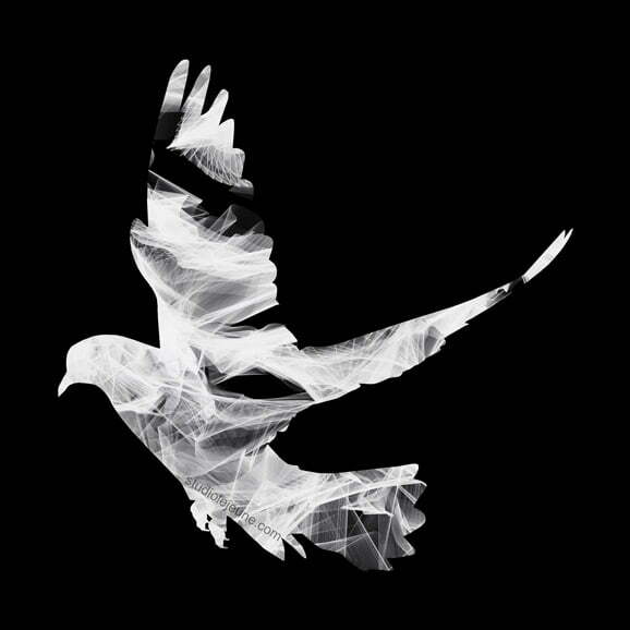 bird in flight, white on black background, art by lori jejune