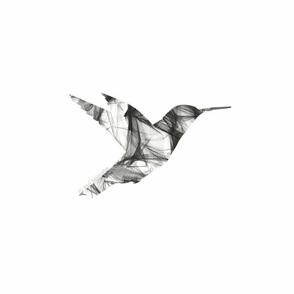 black hummingbird on white, art by lori jejune