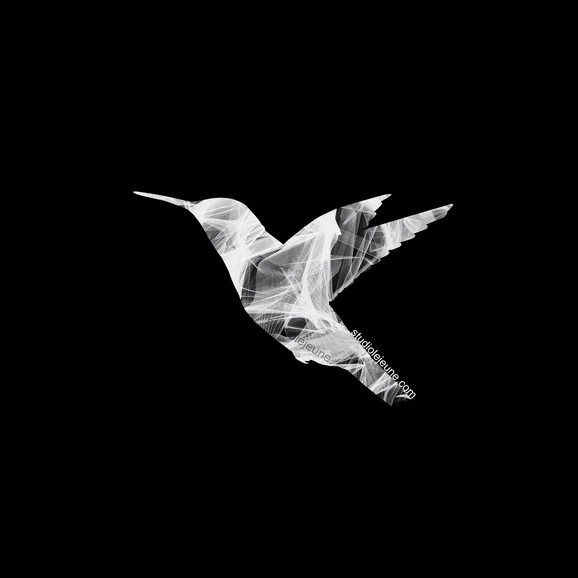 white hummingbird on black background, art by lori jejune
