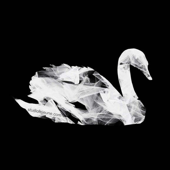 white swan on black background, art by lori jejune