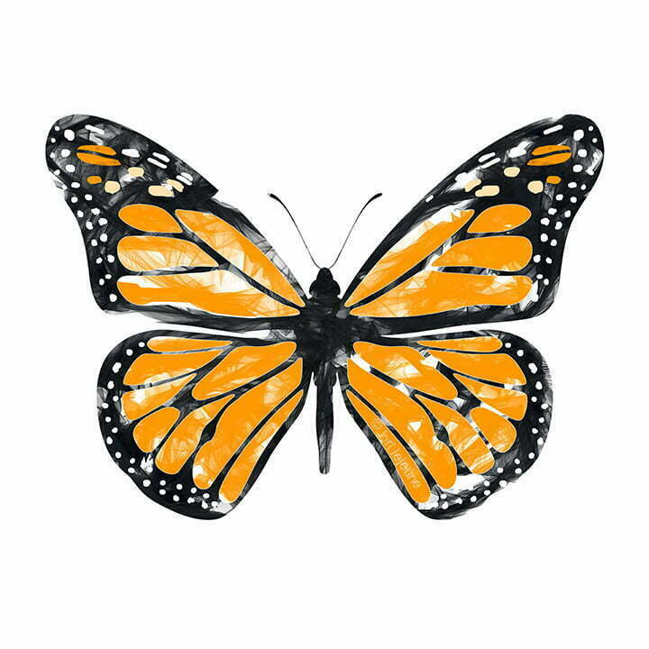 Butterly monarch