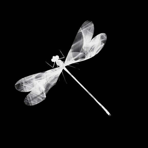 dragon fly, white on black, art by lori jejune