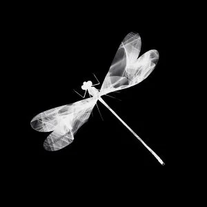 The Damselfly 1