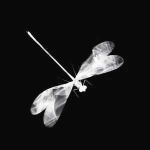The Damselfly (Reverse)